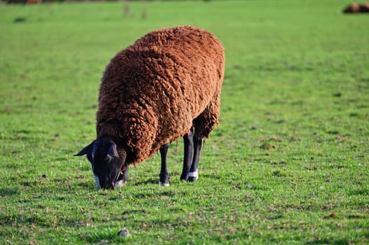 Sheep grazing in the field. Concept for animals and agriculture.