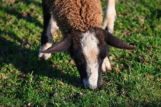 Sheep grazing in the field. Concept for animals and agriculture.