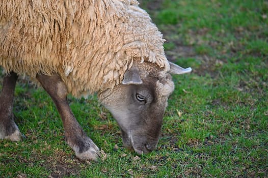 Sheep grazing in the field. Concept for animals and agriculture.