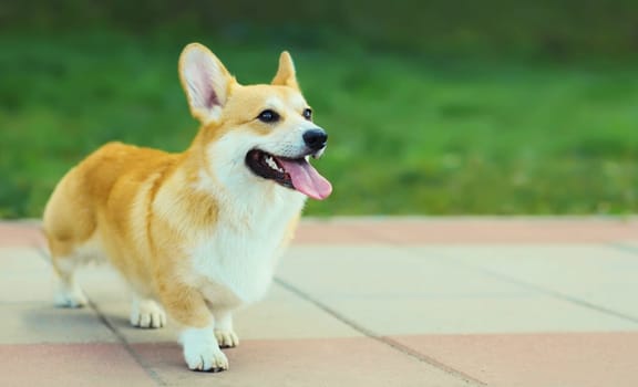 Beautiful happy young Welsh Corgi Pembroke dog walking in summer park, animal, pet concept