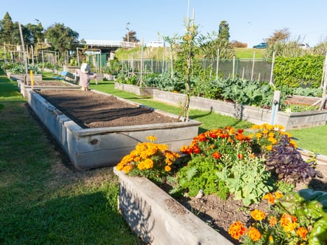 Edible flowers and herbs  in Community gardens area in Tauranga New Zealand.