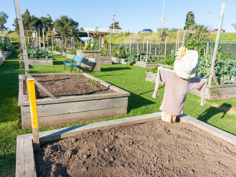 Scarecrow to protect seeds in Community gardens area in Tauranga New Zealand.