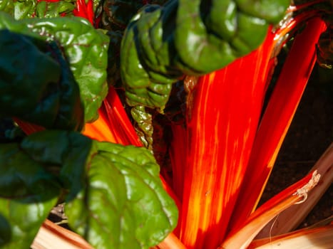 Bright red stems and green leaf of swiss chard close up