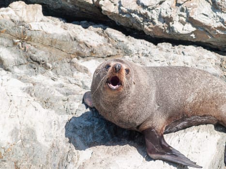 New Zealand Fur seal or Arctocephalus forsteri basking in warmth on rocky coastline ledge.