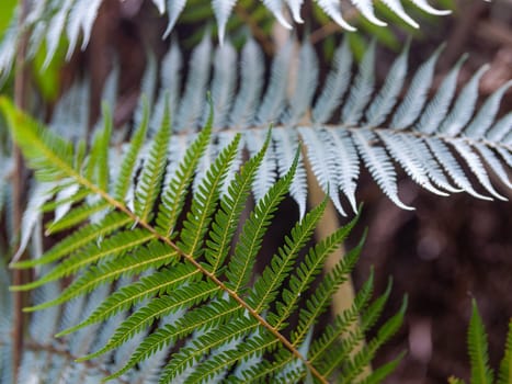 Green fern frond with silver fern defocused in background symbolizing diversity.