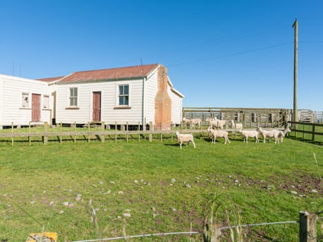 Typical farm building surrounded by sheep under blue sky in rural New Zealand.