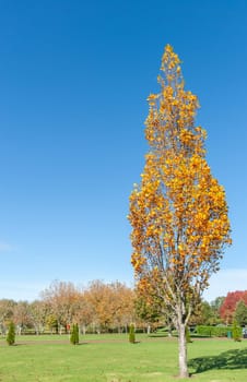 Tall golden tree in autumn in city park Auckland New Zealand.