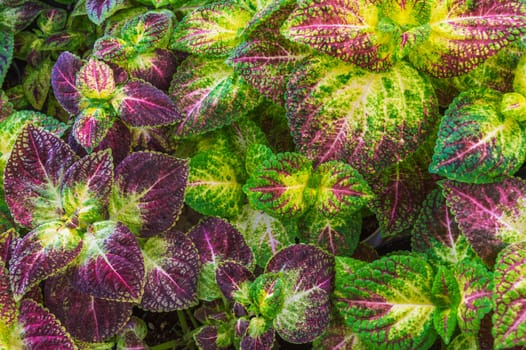 natural background with purple green leaves of the coleus plant texture