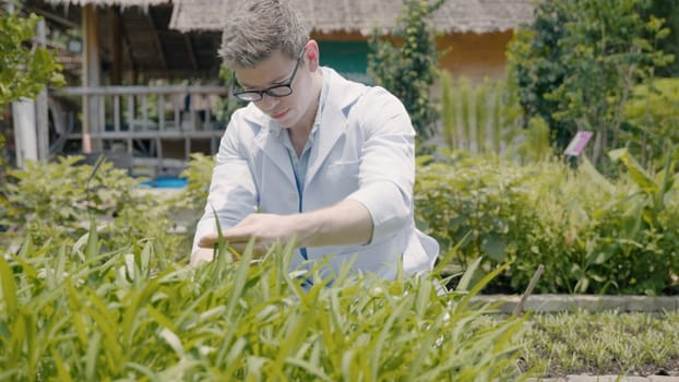 Biotechnology man engineer examining plant leaf for disease, Professional researcher agriculture scientist working to organic vegetable plant in greenhouse, analyze research quality