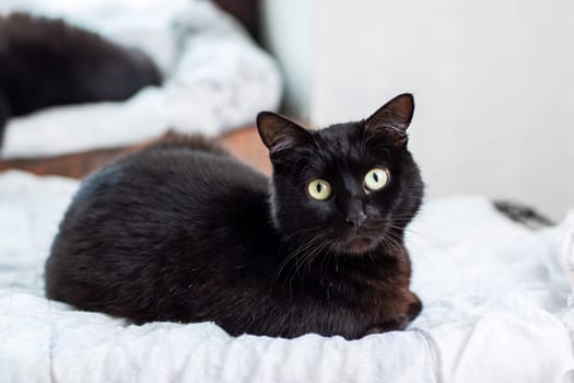 A sleek black cat with bright green eyes is lounging comfortably on a soft bed, creating a cozy and serene atmosphere in the room