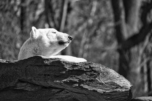 in black and white a polar bear lies relaxed on a rock and enjoys the sun. Nature shot with a focus on wild animals, tranquility and animal behavior in the wild.
