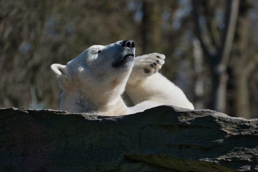 A relaxed polar bear lies on a rock, raising a paw in the air, surrounded by a natural background with blurred trees. Perfect for animal and nature themes.