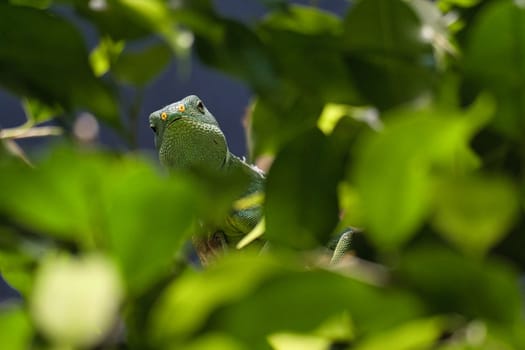 Green iguana, half hidden between tropical leaves. Perfectly captured, the picture shows the natural camouflage and calmness of the reptile.