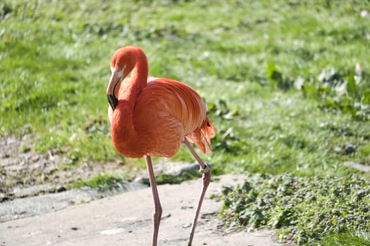 A flamingo stands in front of water, surrounded by green grass. Its bright orange color and graceful legs lend the picture elegance and charisma