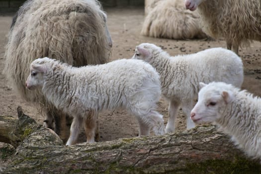 Young lambs stand close together on sandy ground. Fluffy fur and an innocent look. A cute motif for nature and animal photography.