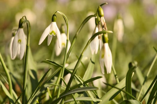 Gentle snowdrops bloom among the green grass in spring. Delicate, white flowers symbolize a new beginning and the awakening of nature. Macro photography of flowers.