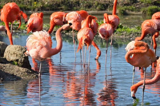 Flamingos standing in the water, looking for food. Bright orange color of the plumage and graceful legs give the image elegance and charisma