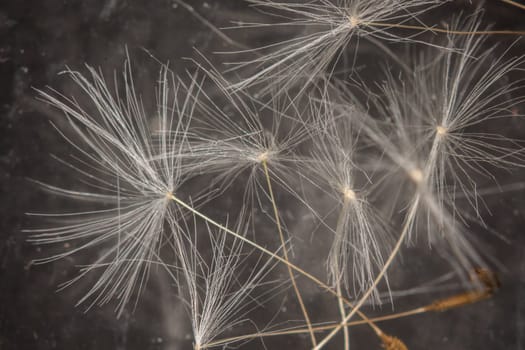 white blowball of a Dandelion in close up