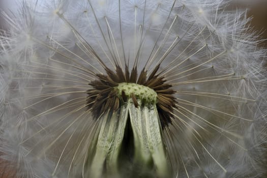 white blowball of a Dandelion in close up