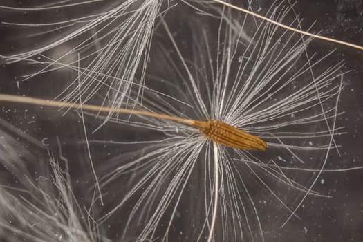 white blowball of a Dandelion in close up