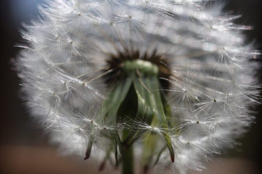 white blowball of a Dandelion in close up