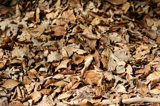 Colorful autumnal leaves in the grass on forest ground