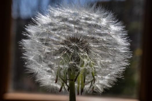 white blowball of a Dandelion in close up