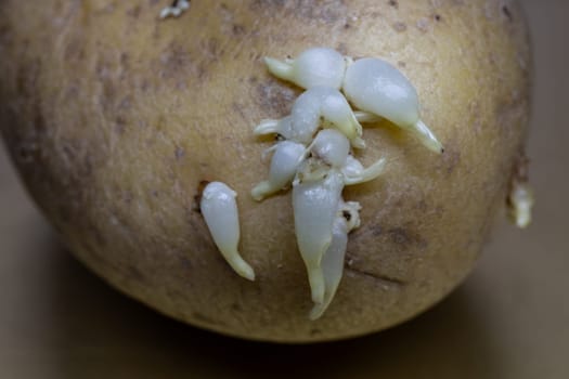 raw potatoes with  Potato germs for cooking