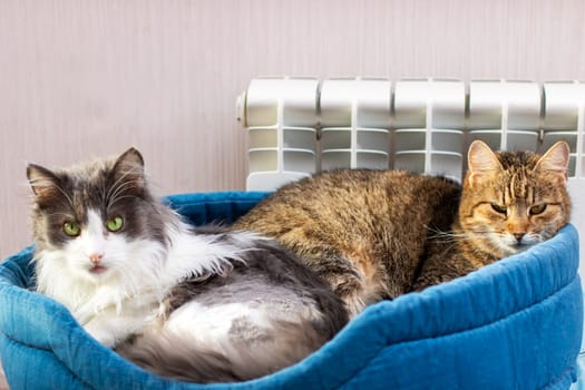 Two adorable cats are snuggling up comfortably together in a cozy blue pet bed located near a warm radiator