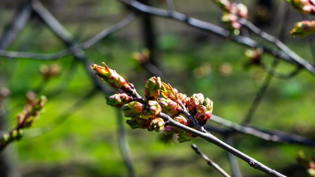 A closeup of fresh, budding leaves on tree branches, signaling and announcing the arrival of the spring season