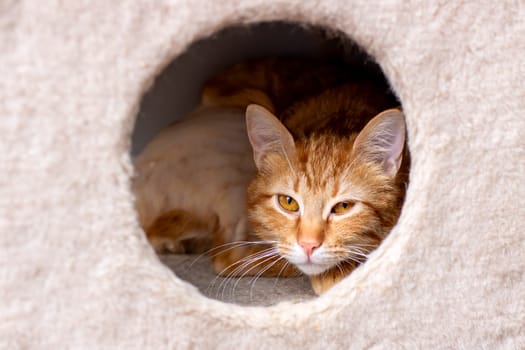 A serene ginger cat curiously peeking out from a soft, inviting, and cozy space, showcasing its calm demeanor