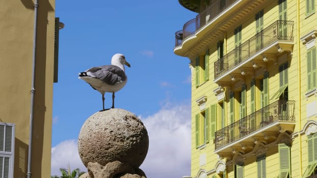 European herring gull perched on a stone sphere in nice, france