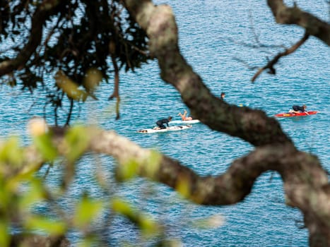 Mount Maunganui New Zealand - November 5 2012; Youth on surf-skis paddling in water below viewed through branches of big tree.