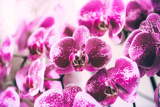 Beautiful fresh purple orchid flowers