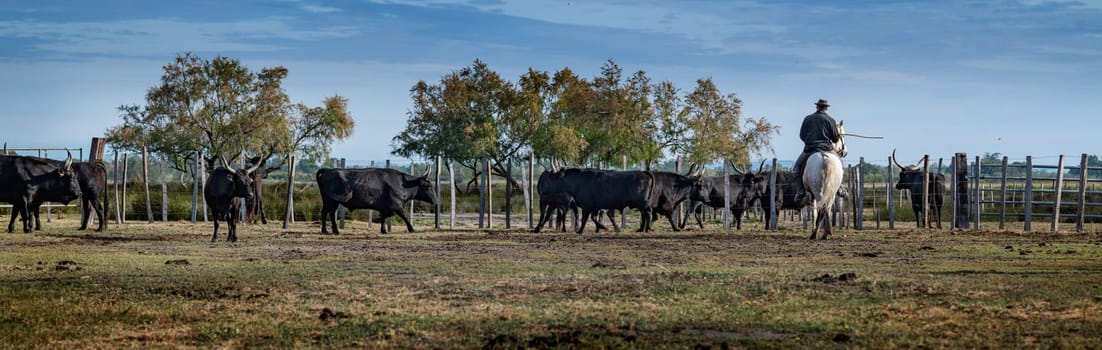 Cowboy carrying a long cattle prod near a herd of bulls, Camargue, France