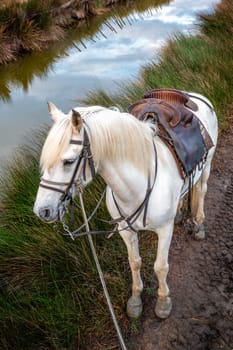 a white horse camargue race is in his ranch. France