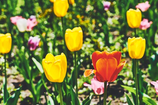 a bulbous spring flowering plant of the lily family, with boldly colored cup shaped flowers