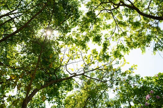 Lush tree branches with bright sun filtering through during a beautiful forest day.