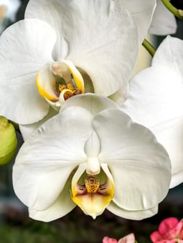 Elegant white orchids with yellow and purple centers in full bloom. Close-up view reveals delicate petal structure. Made on smartphone