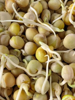 Close-up image of chickpeas sprouting, highlighting the early stages of growth with emerging roots and shoots. Healthy eating, agriculture, and plant growth concepts. Made on smartphone