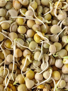 Close-up image of chickpeas sprouting, highlighting the early stages of growth with emerging roots and shoots. Healthy eating, agriculture, and plant growth concepts. Made on smartphone