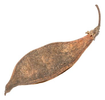 Dry brown seed pods, isolated background, Robinia pseudoacacia
