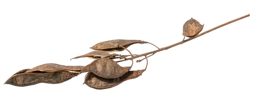 Branch with dry brown seed pods, isolated background, Robinia pseudoacacia