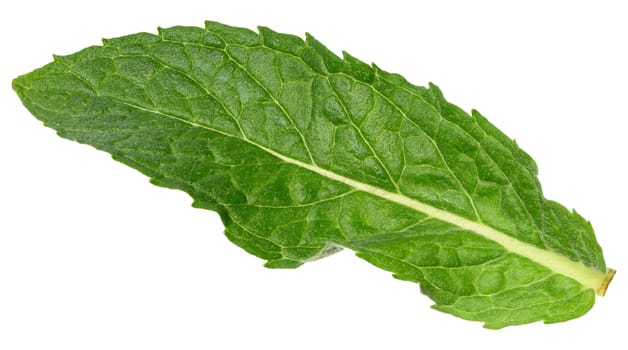 A single, green mint leaf with visible veins, isolated background