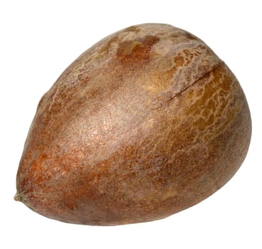 Whole brown avocado pit on isolated background, close up
