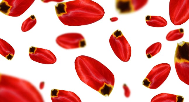 Red tulip petals falling on isolated background