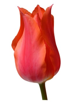 A single, elegant red tulip flower in bloom, with gently curved petals, isolated background