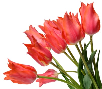 A cluster of several vibrant red tulip flowers with green stems and leaves, isolated background