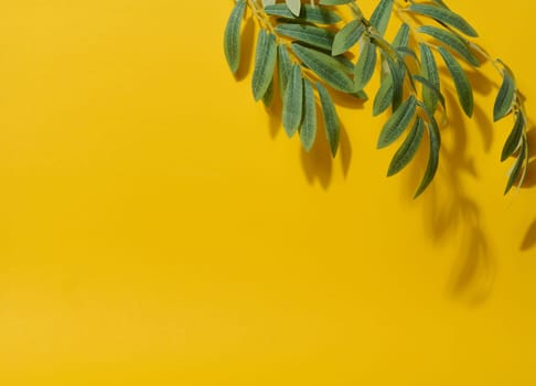 Yellow background with green branch and shadow from it, place for product display and advertising