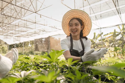 A joyful couple working together in a cannabis herb garden, surrounded by vibrant plants and natural sunlight in a greenhouse.